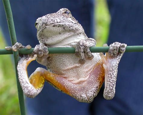 tamaranian frog.
